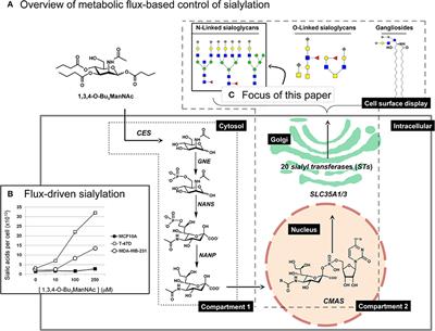 Cell Line-, Protein-, and Sialoglycosite-Specific Control of Flux-Based Sialylation in Human Breast Cells: Implications for Cancer Progression